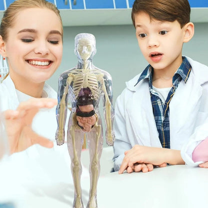 🧑‍🎄🎁Great Gift For Kids🧑‍⚕️Clear Human Body Structure Model