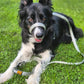 ❄️Summerfresh 50% OFF!🐕Padded Figure-of-8 Dog Lead – Pull-Control Training Lead with Safety Collar Connection
