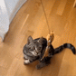 ❄️Summerfresh 50% OFF!🐱Suction Cup Cat Teaser Wand – Bouncy Interactive Chase Toy for Indoor Cats