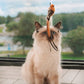 ❄️Summerfresh 50% OFF!🐱Suction Cup Cat Teaser Wand – Bouncy Interactive Chase Toy for Indoor Cats
