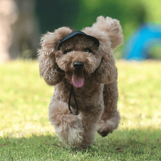 🔥Outdoor sun canopy for dogs