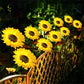 ⏳Time-limited Special⏰Sunflower Solar Garden Stake Led Lights🌻