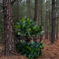 Foldable Hunting Concealment Branch
