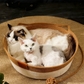 🎃Halloween Deal 50% OFF!🐱Cotton Rope Cat Basket Bed – Breathable Nest with Attached Toy